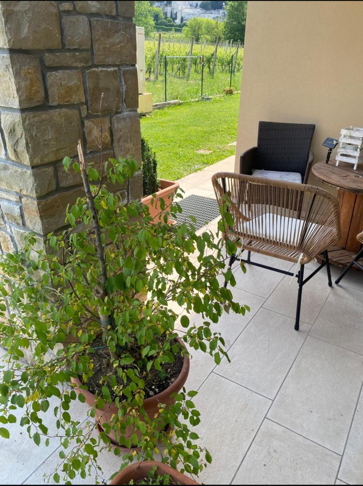 Orchidea Del Garda Rooms & Apartments Peschiera del Garda Zewnętrze zdjęcie